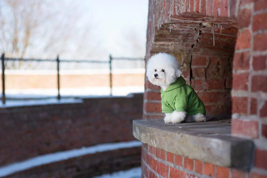 AMIPLAY Sweat-shirt à Capuche Texas Rouge 35cm – Image 5