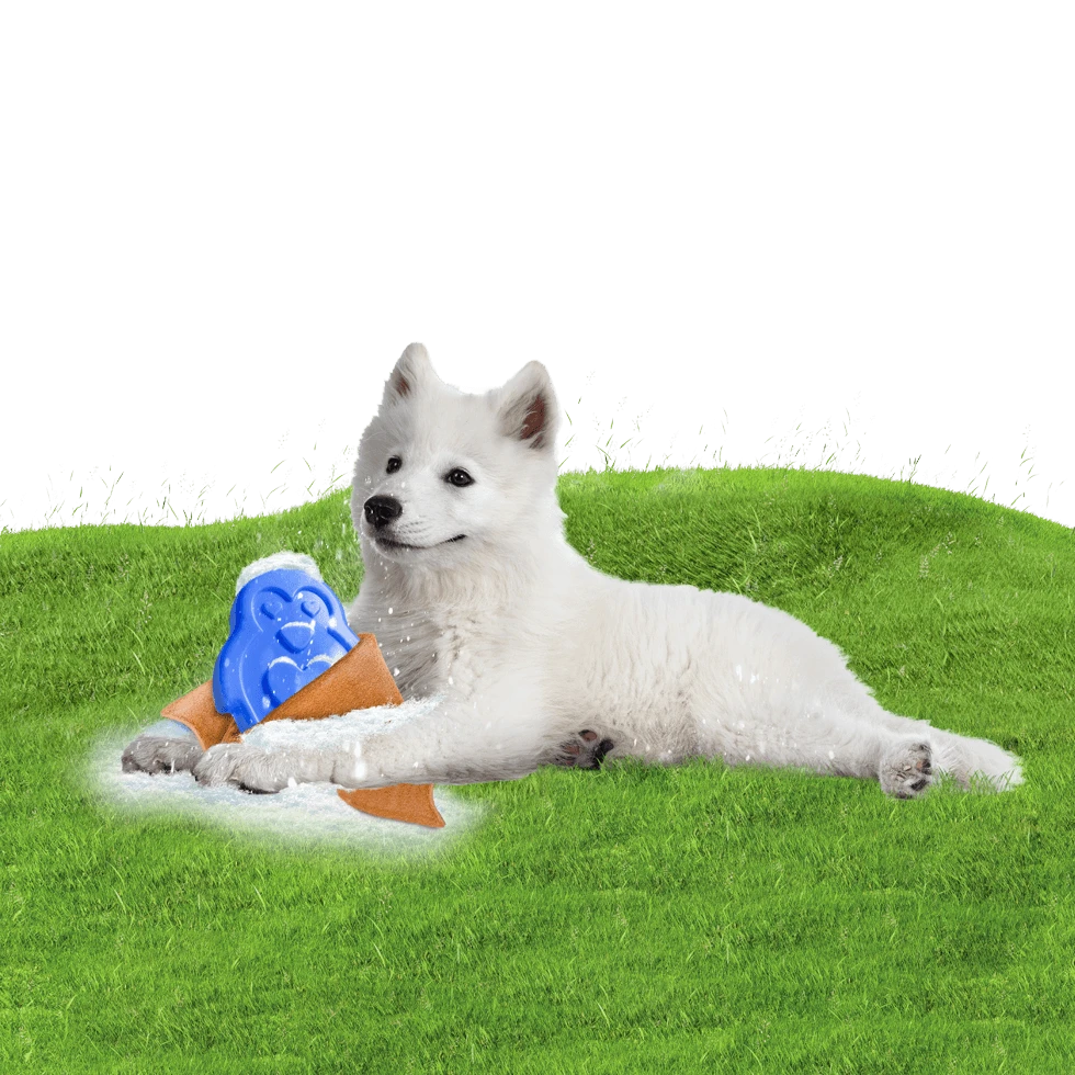 CoolPets Ice PINGWIN Pour Chiens – Image 4