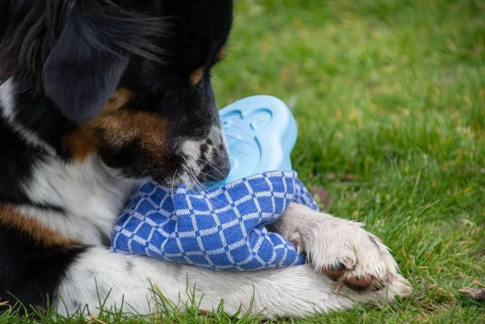 CoolPets Ice PINGWIN Pour Chiens – Image 5