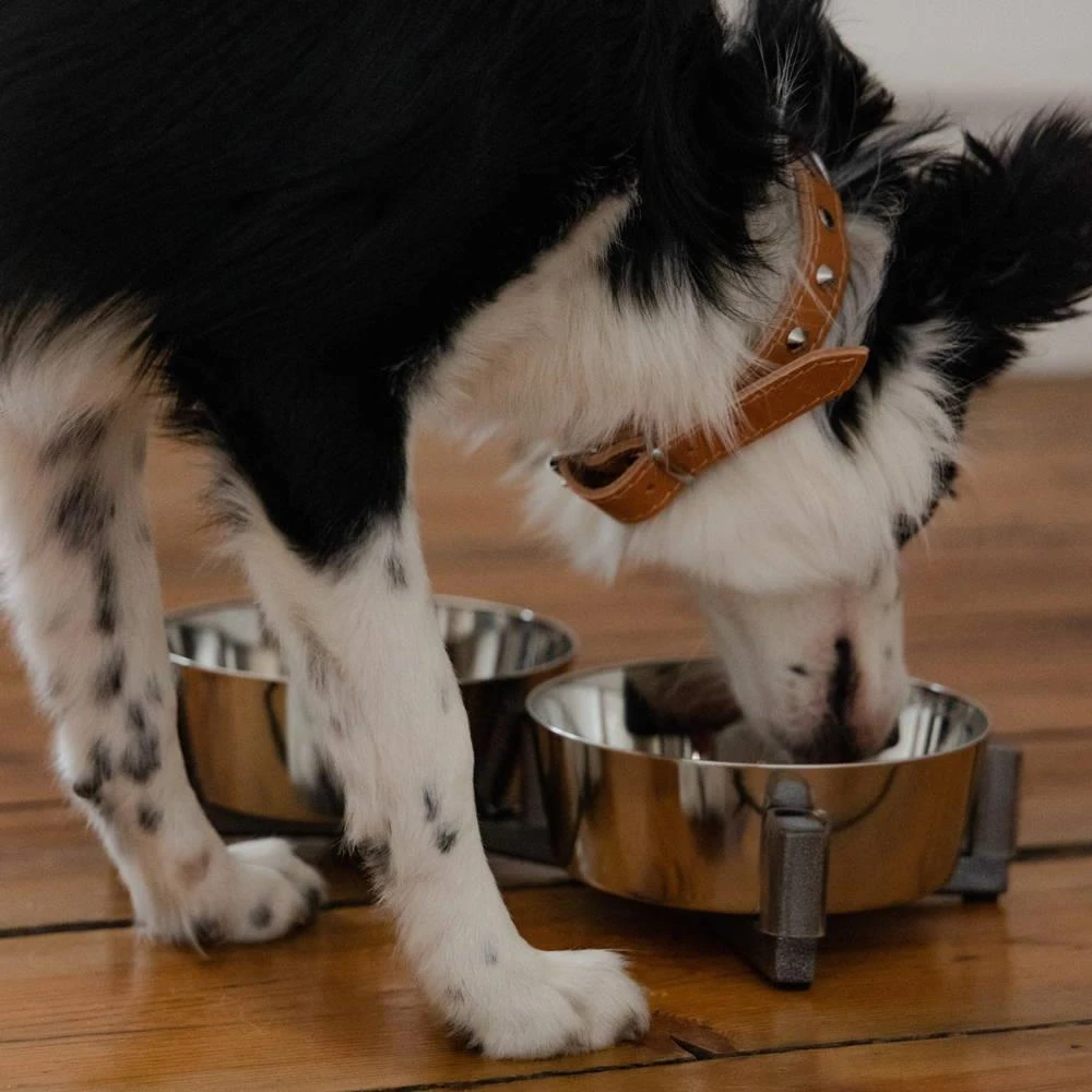 DINGO-set D'alimentation -2x1120 Ml – Image 4