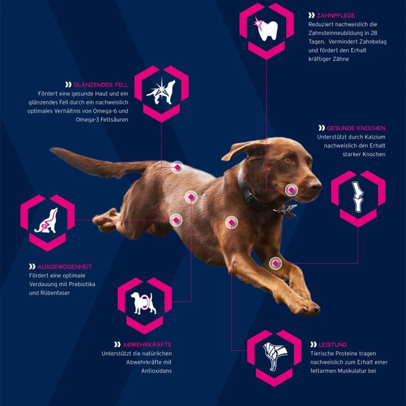 Eukanuba Adult Small & Medium Breed Aagneau Et Riz 12kg+Surprise Gratuite Pour Votre Chien – Image 2