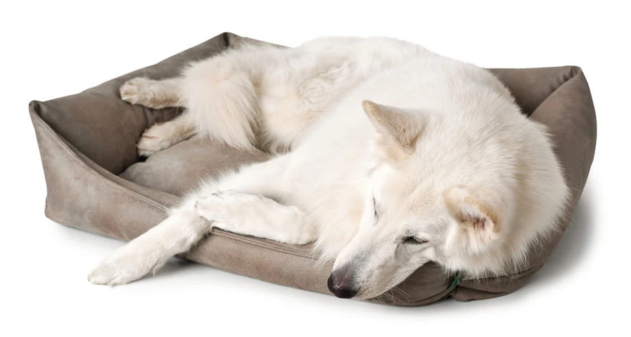 Hunter Bologna Panier Pour Chien Brun S – Image 3