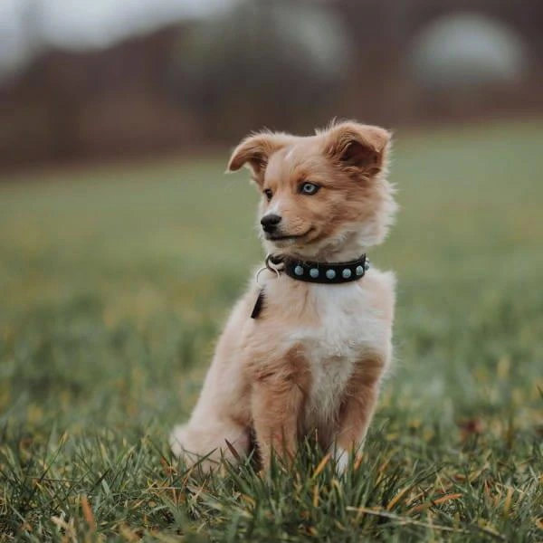 Hunter Collier En Cuir Pour Chien Modica- S- 45 Cm – Image 2