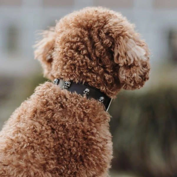 Hunter Mombasa Collier De Chien En Cuir S- 45 Cm – Image 3