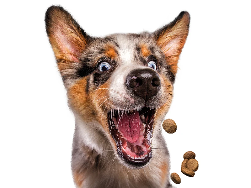 Josera Festival 15 Kg + Surprise Pour Votre Chien GRATUITES ! – Image 5