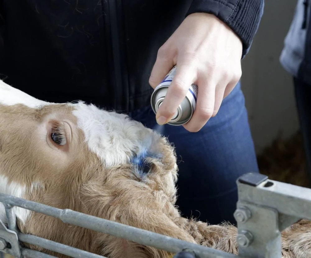 Kerbl Spray Bleu Pour Le Soin De La Peauet Des Sabots, Spray Bleu 200 Ml – Image 2