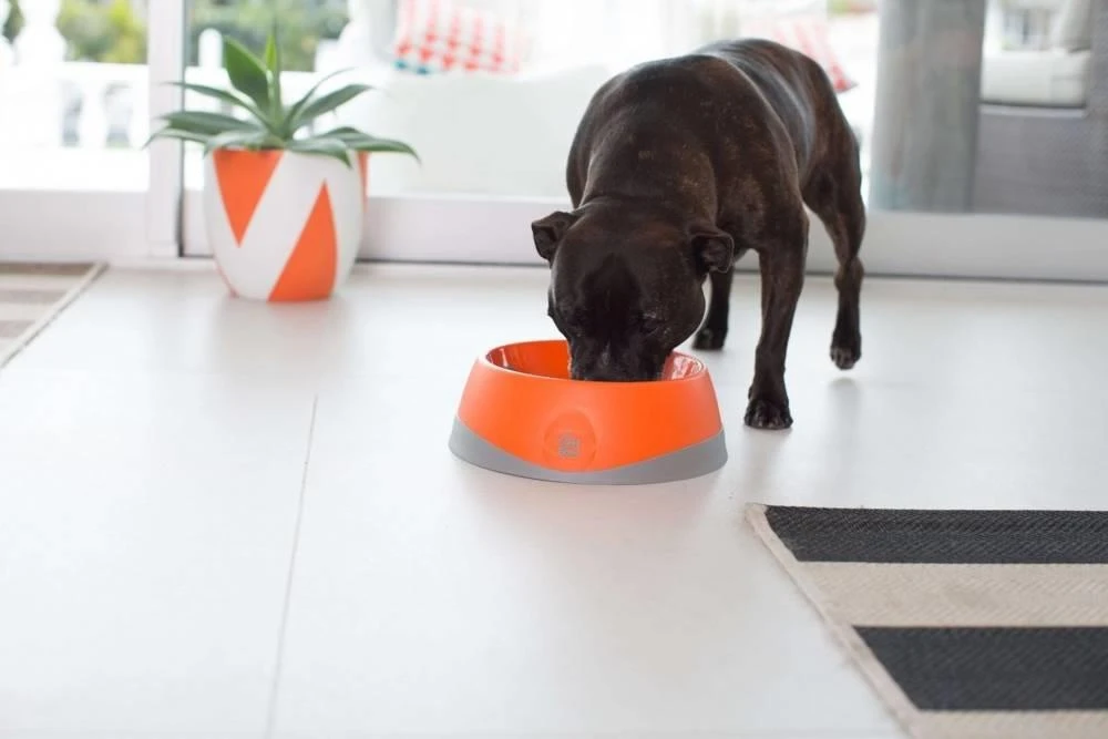 OH Bowl® Bol D'hygiène Buccale Pour Chien Orange Taille L – Image 5