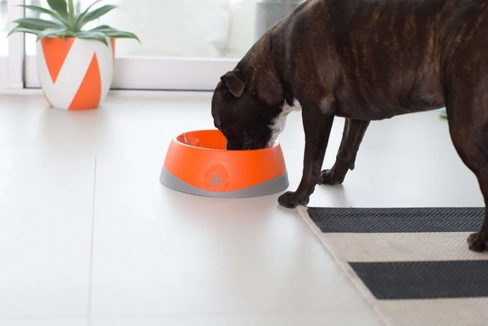 OH Bowl® Bol D'hygiène Buccale Pour Chien Orange Taille L – Image 6