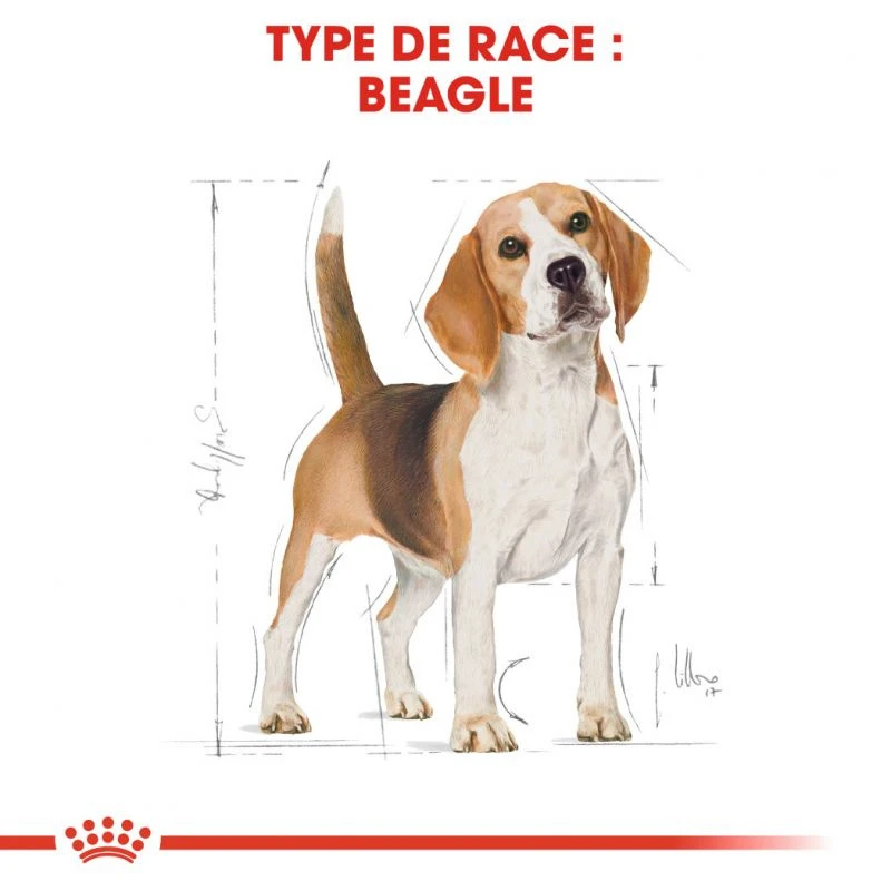 ROYAL CANIN Beagle Adult 12kg – Image 6