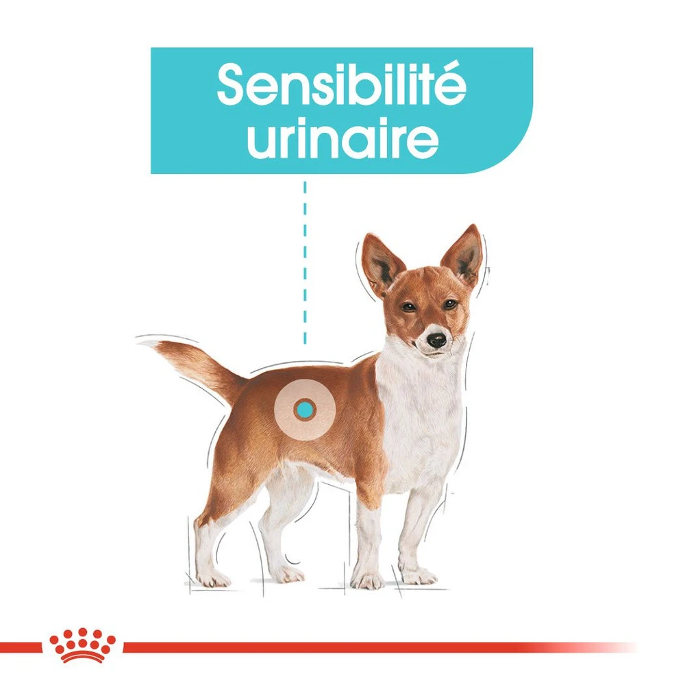 ROYAL CANIN CCN Mini Urinary Care 1kg + OVER ZOO Délicatesse 100g GRATUIT – Image 4