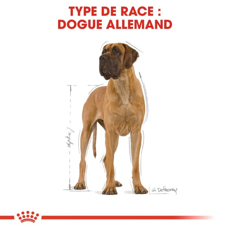 ROYAL CANIN Great Dane Adult 12kg – Image 3