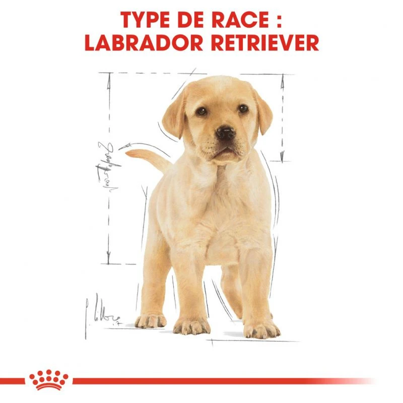 ROYAL CANIN Labrador Retriever Puppy 3kg X2 – Image 3