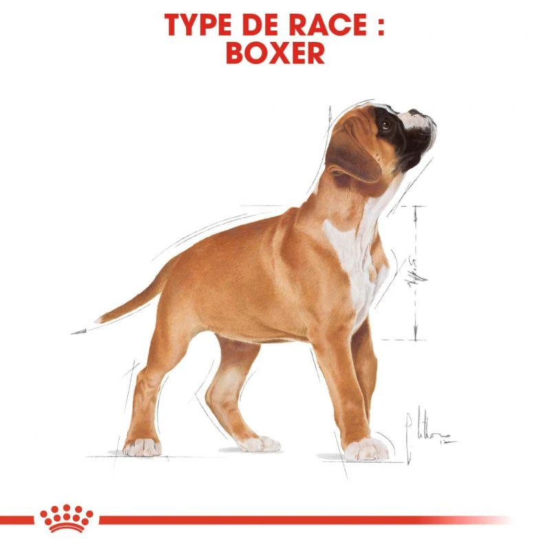 Royal Canin Boxer Puppy 12kg – Image 6