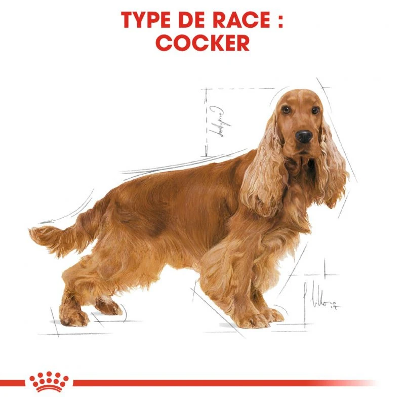 Royal Canin Cocker Spaniel Adult 12kg – Image 3