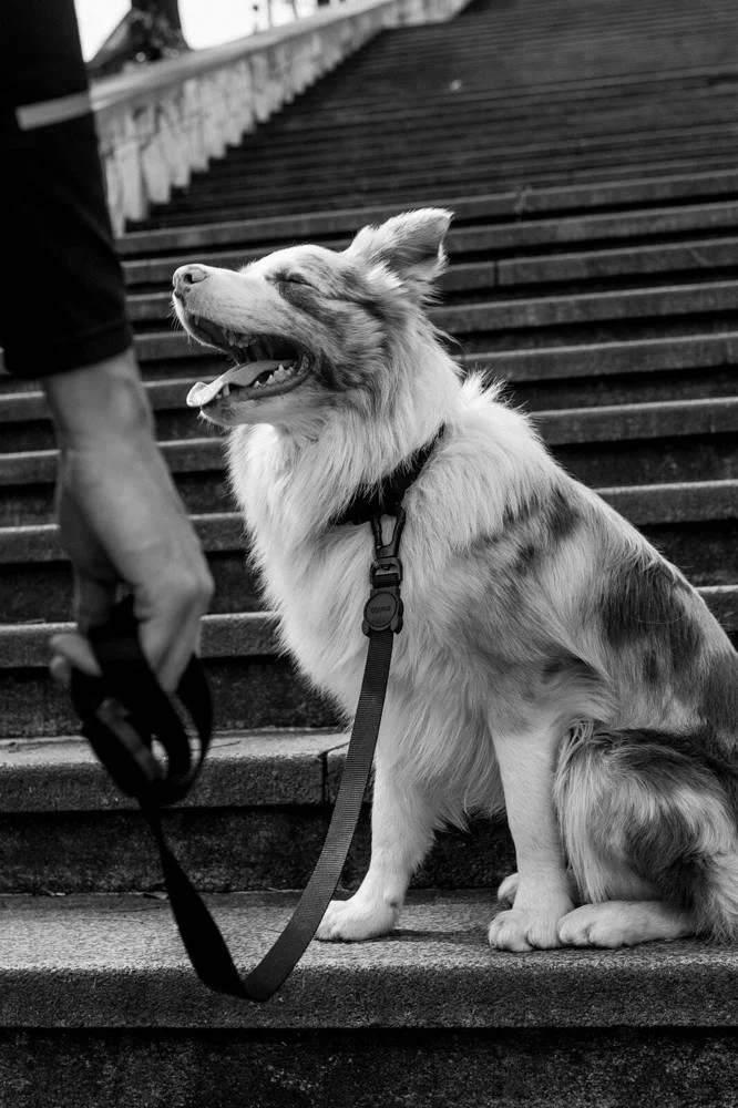 ZEE DOG GOTHAM L Laisse Pour Chien – Image 3