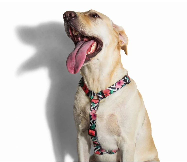 ZEE DOG Mahalo L Harnais Pour Chien – Image 2