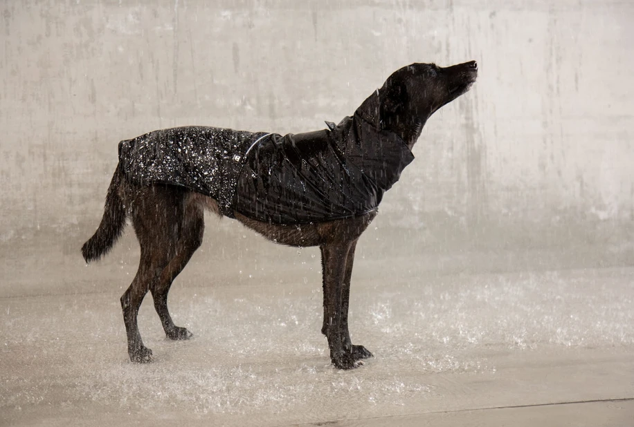 ZEE DOG Ozzy Imperméable Pour Votre Chien S – Image 2