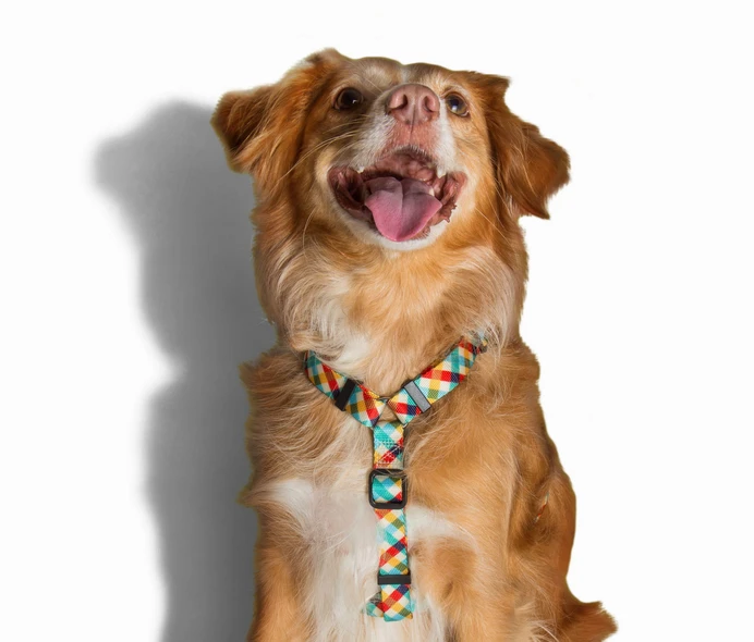 ZEE DOG PHANTOM Harnais Pour Chien L – Image 2